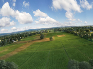 wheat field 3D Model
