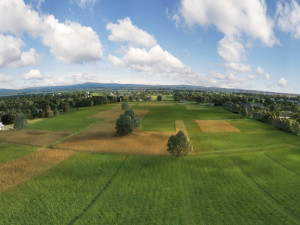wheat field 3Dモデル