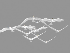 seagull 3Dモデル