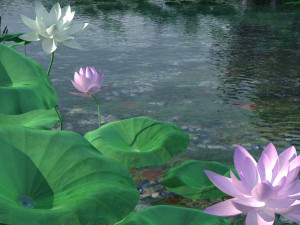 lotus pond Modelo 3D
