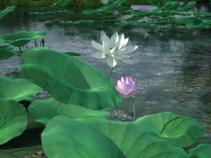 пруд с лотосами 3D Модель