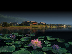 lotus pond Modelo 3D