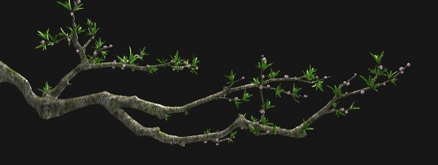 peach blossom 3Dモデル .c4d .max .obj .3ds .fbx .stl .blend 