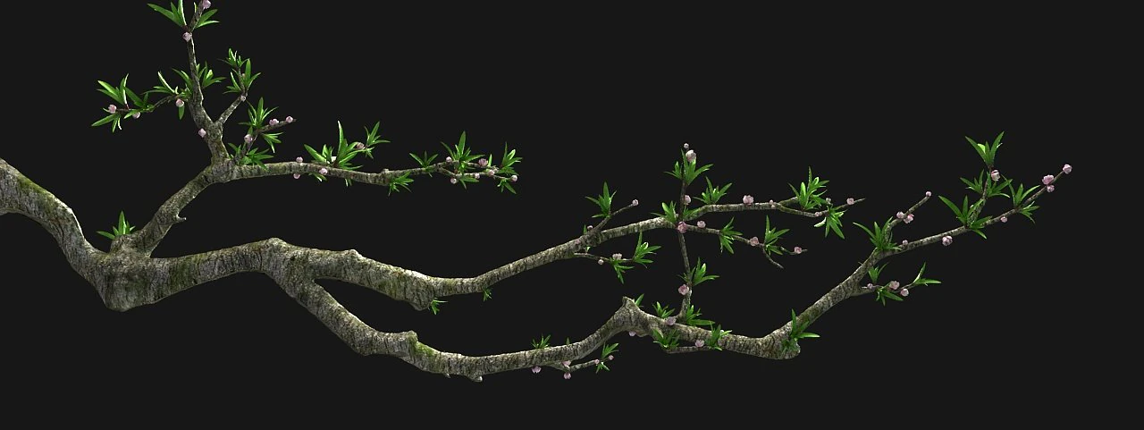 peach blossom 3D Model .c4d .max .obj .3ds .fbx .stl .blend 