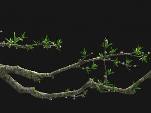 kwiat brzoskwini Model 3D