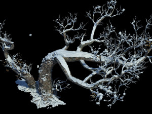 dead tree 3D Model