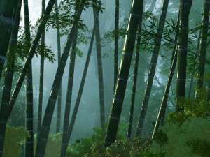 bamboo forest 3D Model