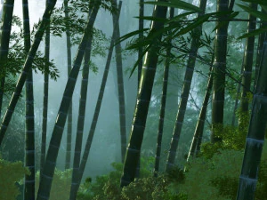 bamboo forest 3D Model