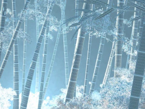 bamboo forest 3D Model