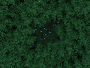 bamboo forest panda Modèle 3D