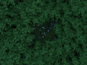 bamboo forest panda 3D Model