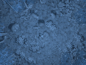 bamboo forest panda Modèle 3D