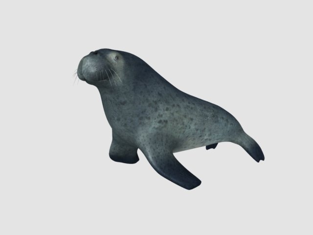 sea lion 3D 모델 .c4d .max .obj .3ds .fbx .stl .blend 