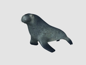 sea lion 3D Модель
