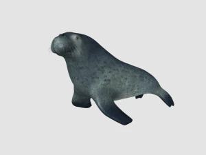 морской лев 3D Модель