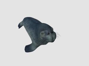sea lion 3D 모델