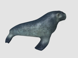 sea lion 3D 모델