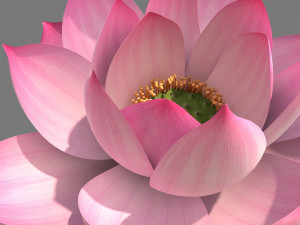 lotus flower Modelo 3D