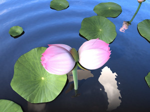 lotus flower 3D Model