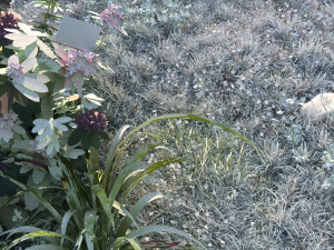 flowers 3D मॉडल