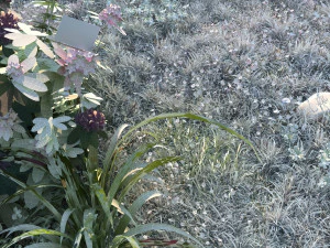 flowers 3D Model