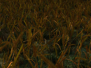 गेहूं के खेत 3D मॉडल