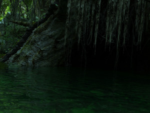 rainforest 3D Model