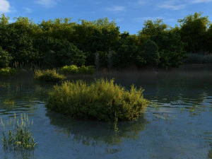 rainforest 3D Model