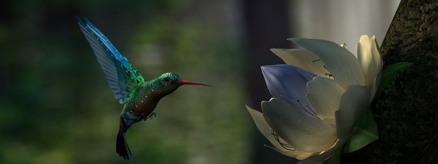 hummingbird Model 3D .c4d .max .obj .3ds .fbx .stl .blend 