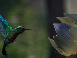 colibr&igrave; Modello 3D
