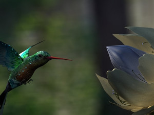 hummingbird Model 3D