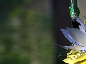 hummingbird Model 3D