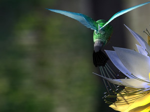 hummingbird Model 3D