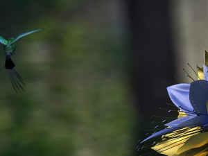 hummingbird Model 3D