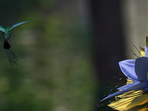 hummingbird 3D Model
