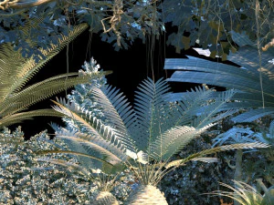 rainforest 3D Model