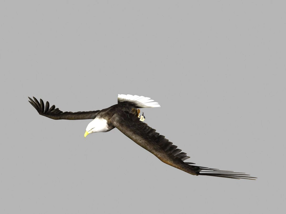 golden eagle 3D Model .c4d .max .obj .3ds .fbx .stl .blend 