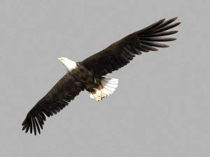 golden eagle 3D Model