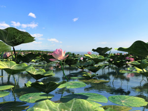 lotus lake 3D Model