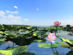lac aux lotus Modèle 3D