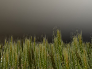 wheatfield Modelo 3D