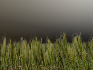 wheatfield Modèle 3D