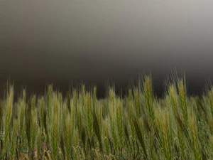 wheatfield 3D Model