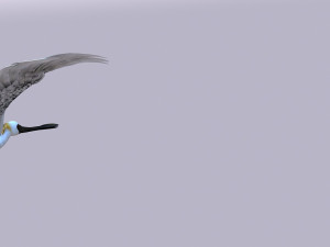 heron 3D Model