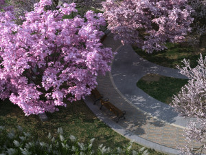 cherry blossom garden Modèle 3D