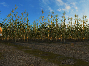 fields of corn 3D Model