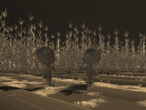 fields of corn 3D Model