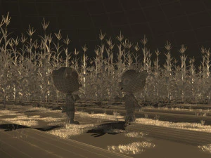 fields of corn 3D Model