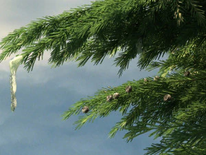 nordeste rural Modelo 3D