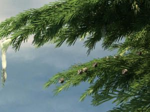 northeast rural Modèle 3D